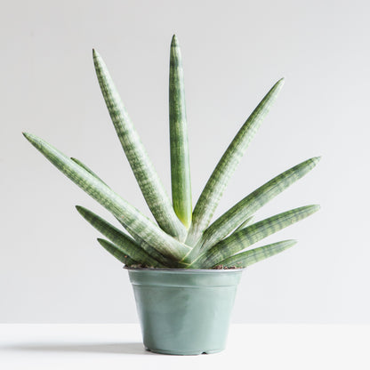 Starfish Snake Plant: Sansevieria cylindrica 'Boncel' - 6 inch pot — indoor plant — indoor plant for sale by Promise Supply for delivery and pickup in Toronto.