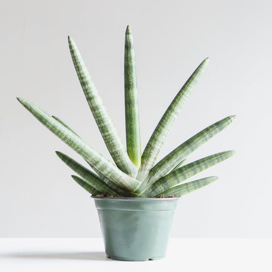 Starfish Snake Plant: Sansevieria cylindrica 'Boncel' - 6 inch pot