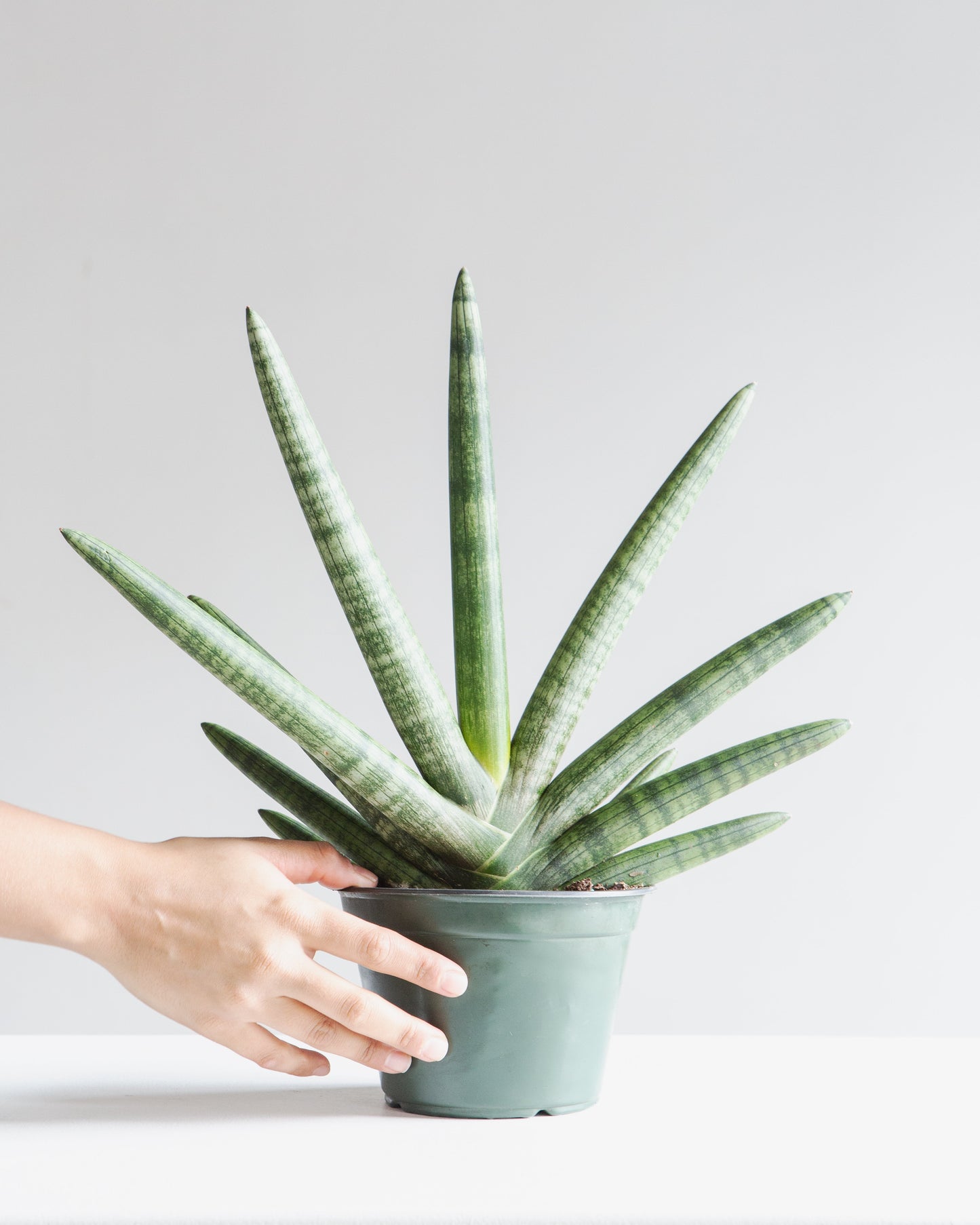 Starfish Snake Plant: Sansevieria cylindrica 'Boncel' - 6 inch pot — indoor plant — indoor plant for sale by Promise Supply for delivery and pickup in Toronto.