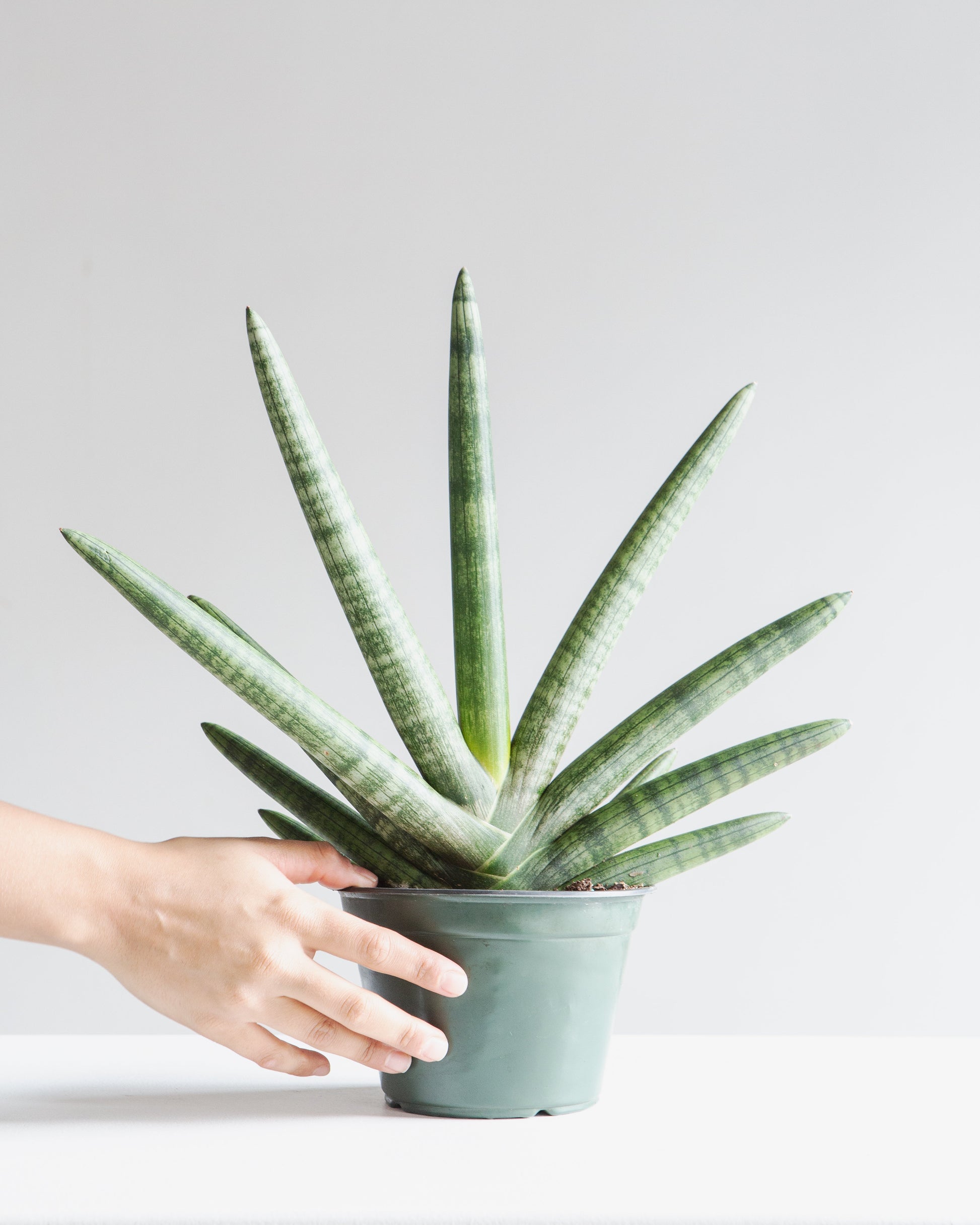 Starfish Snake Plant: Sansevieria cylindrica 'Boncel' - 6 inch pot — indoor plant — indoor plant for sale by Promise Supply for delivery and pickup in Toronto.