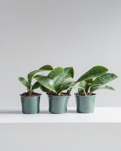 Whale Fin Snake Plant: Sansevieria masoniana - 6 inch pot