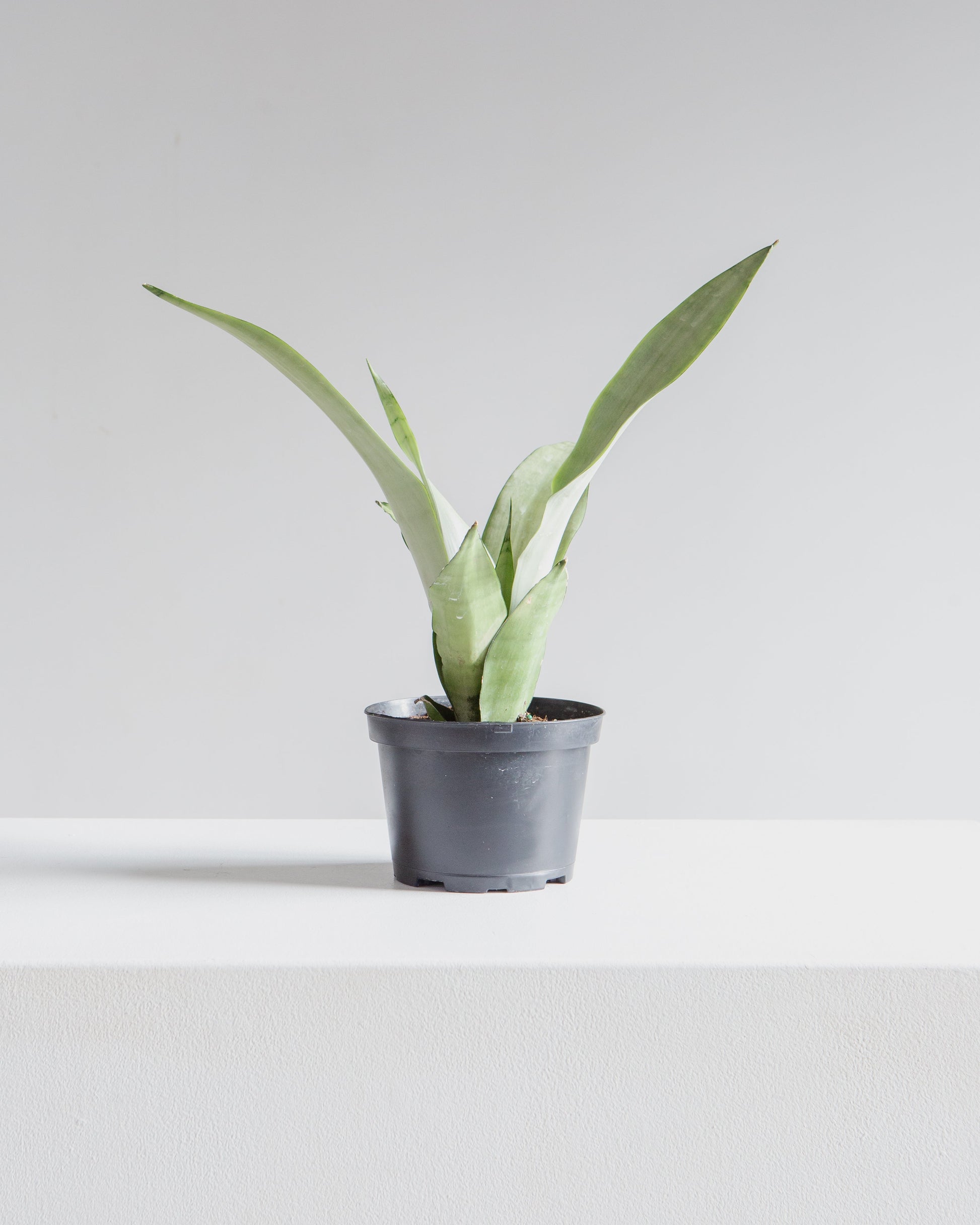 brazilian moonshine sansevieria Moonshine Snake Plant: Sansevieria - 6" Pot