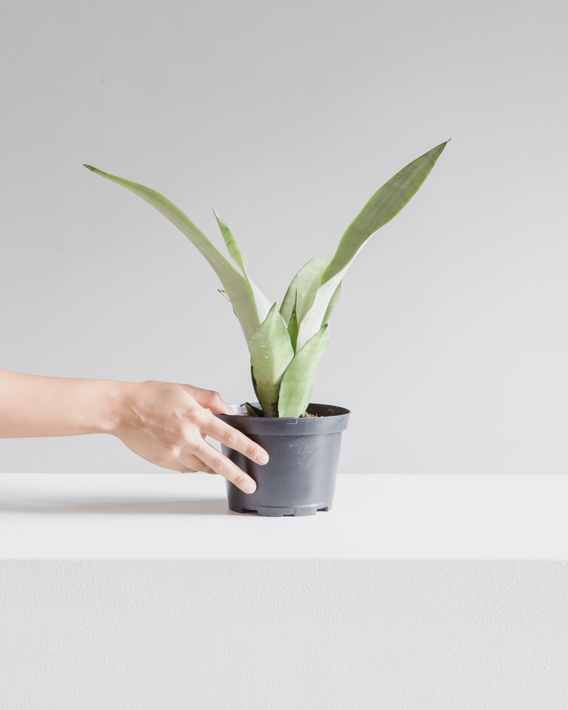 scale snake plant Moonshine Snake Plant: Sansevieria - 6" Pot