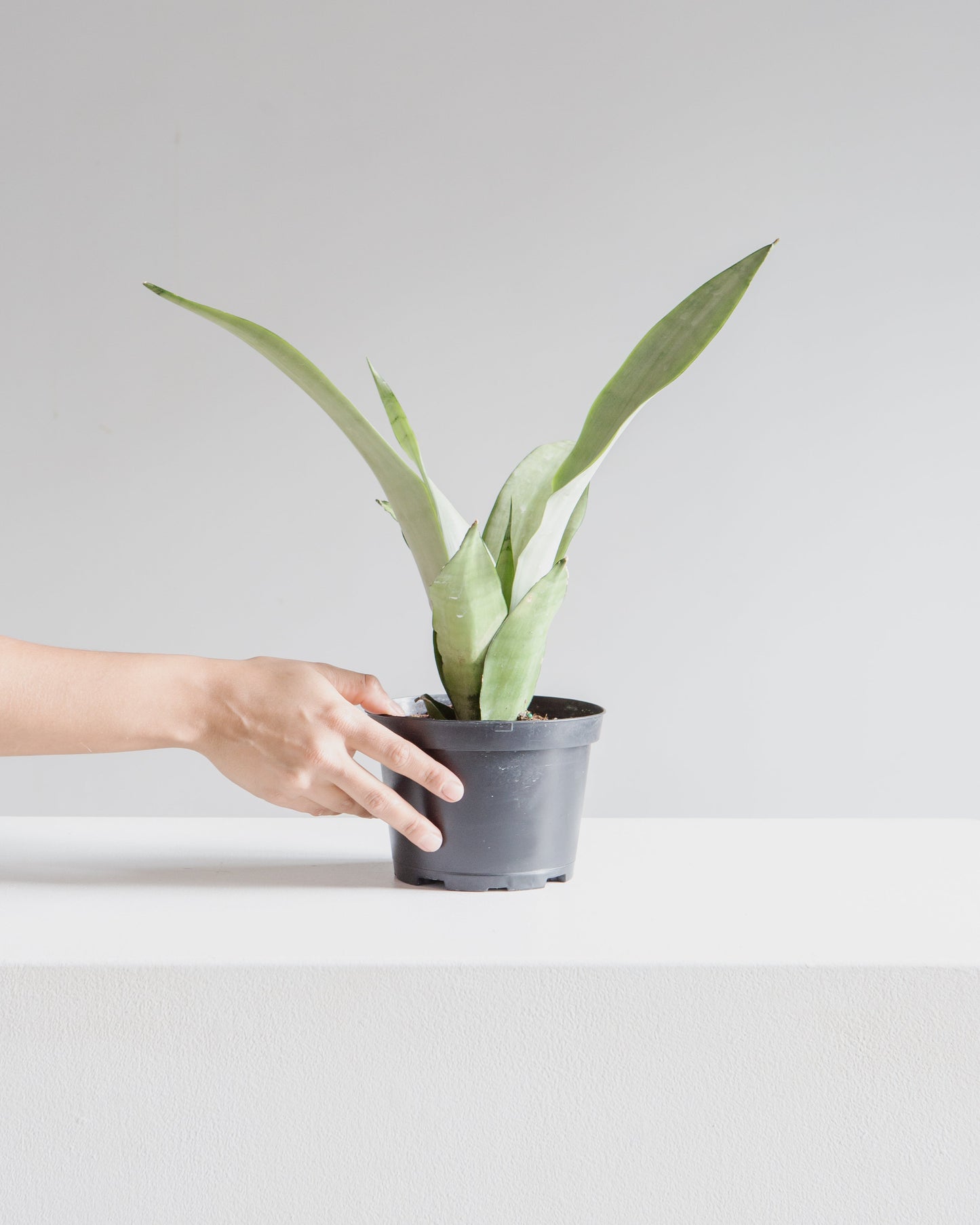 Moonshine Snake Plant: Sansevieria trifasciata - 6 inch pot
