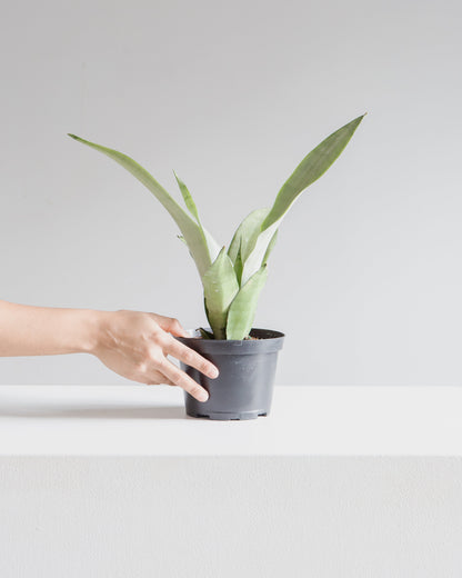 Moonshine Snake Plant: Sansevieria trifasciata - 6 inch pot