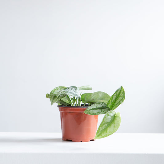 Silver Satin Pothos: Scindapsus pictus 'Exotica' - 6 inch pot