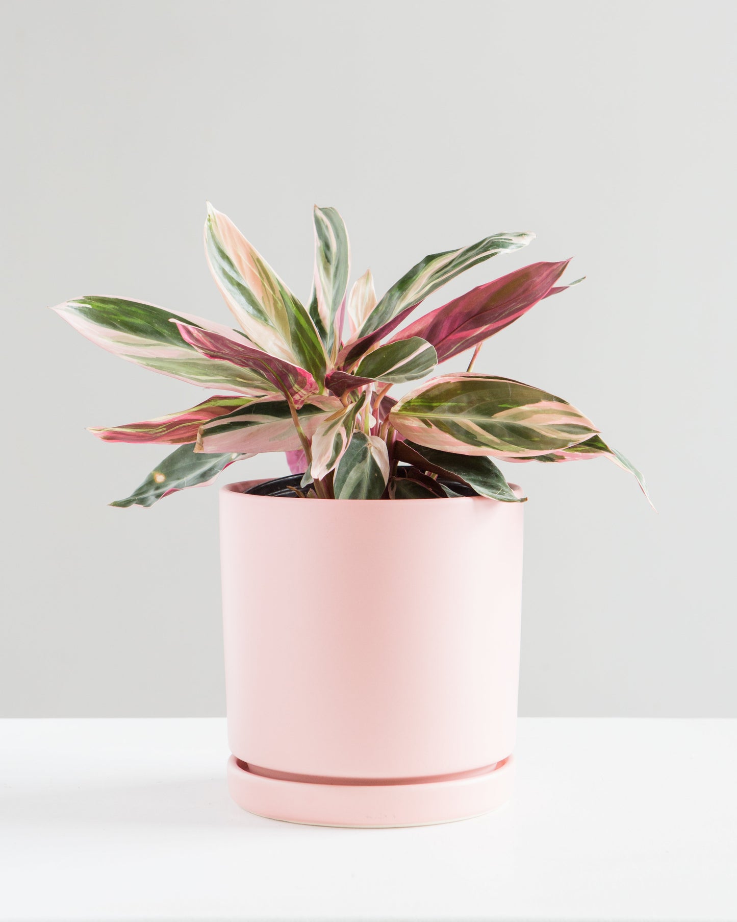 Triostar: Stromanthe sanguinea - 6 inch pot