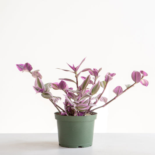 Bubblegum Wandering Plant: Tradescantia 'Nanouk' - 6 inch pot
