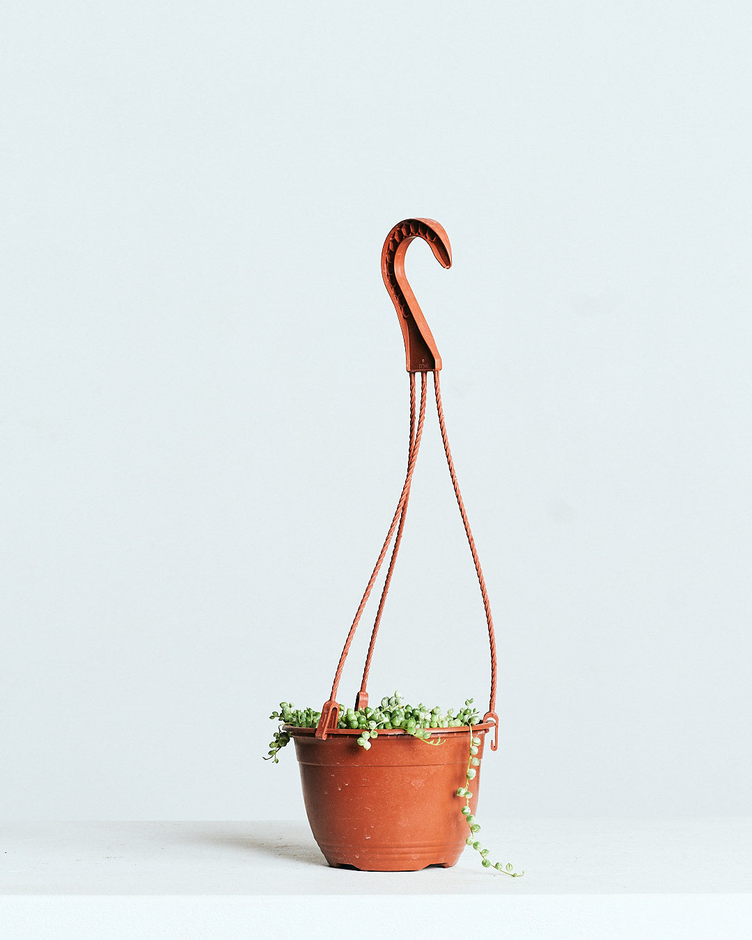 Variegated String of Pearls: Curio rowleyanus - 5 inch hanging basket — indoor plant — indoor plant for sale by Promise Supply for delivery and pickup in Toronto.