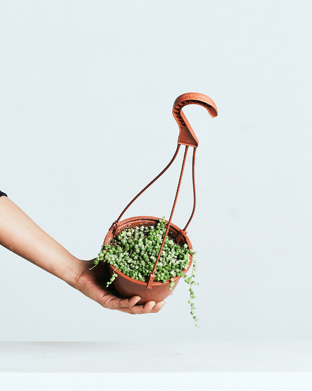 Variegated String of Pearls: Curio rowleyanus - 5 inch hanging basket — indoor plant — indoor plant for sale by Promise Supply for delivery and pickup in Toronto.