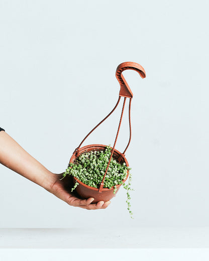 Variegated String of Pearls: Curio rowleyanus - 5 inch hanging basket — indoor plant — indoor plant for sale by Promise Supply for delivery and pickup in Toronto.
