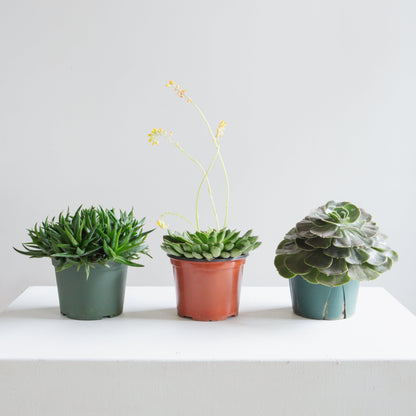 Assorted Echeveria - 6 inch pot