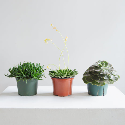 Assorted Echeveria - 6 inch pot