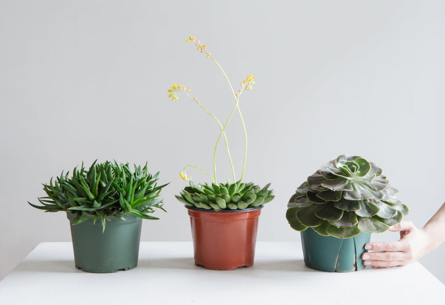 Assorted Echeveria - 6 inch pot