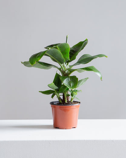 Dwarf Cavendish Banana: Musa acuminata 'Poquito' - 6 inch pot — indoor plant — indoor plant for sale by Promise Supply for delivery and pickup in Toronto.