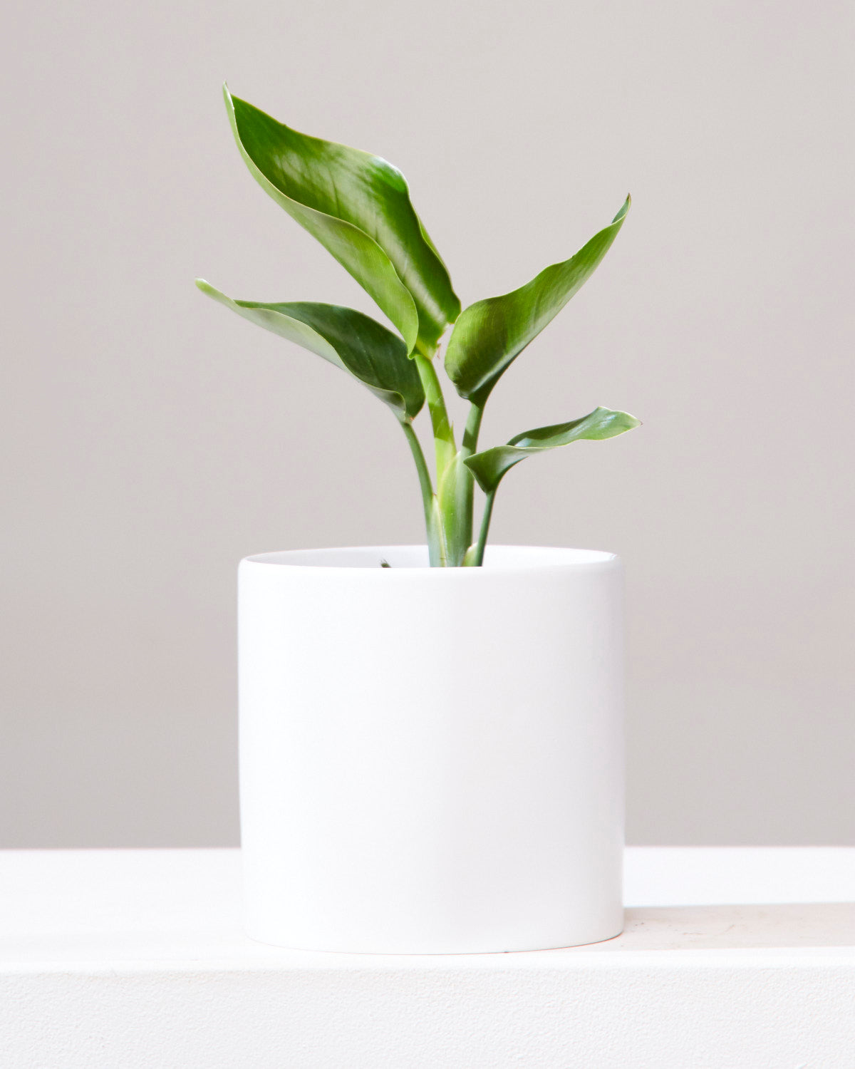 White Bird of Paradise: Strelitzia nicolai - 6 inch pot