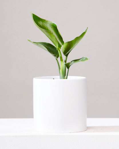 White Bird of Paradise: Strelitzia nicolai - 6 inch pot