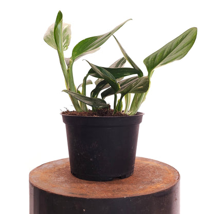 philodendron cobra variegated Philodendron Cobra: Monstera Standleyana - 6" Pot