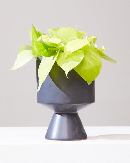 Lemon Heart Leaf: Philodendron cordatum 'Neon' - 4 inch pot — in black planter — indoor plant for sale by Promise Supply for delivery and pickup in Toronto.