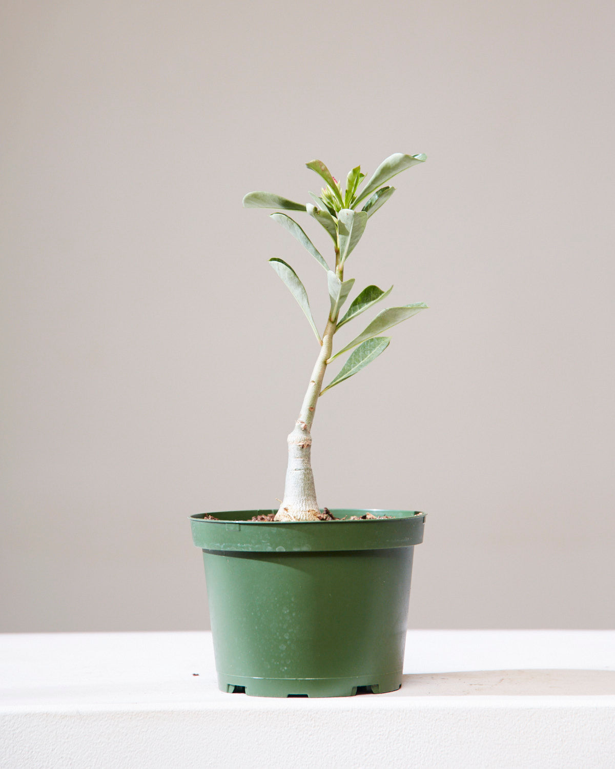 Desert Rose: Adenium obesum - 6 inch pot — indoor plant — indoor plant for sale by Promise Supply for delivery and pickup in Toronto.