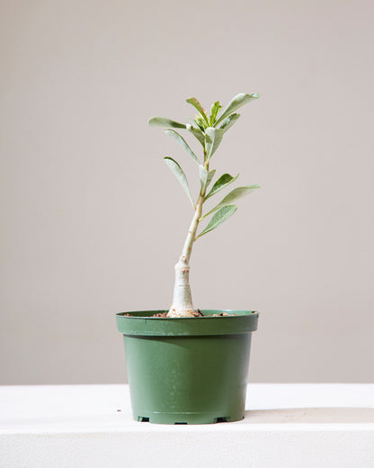 Desert Rose: Adenium obesum - 6 inch pot — indoor plant — indoor plant for sale by Promise Supply for delivery and pickup in Toronto.