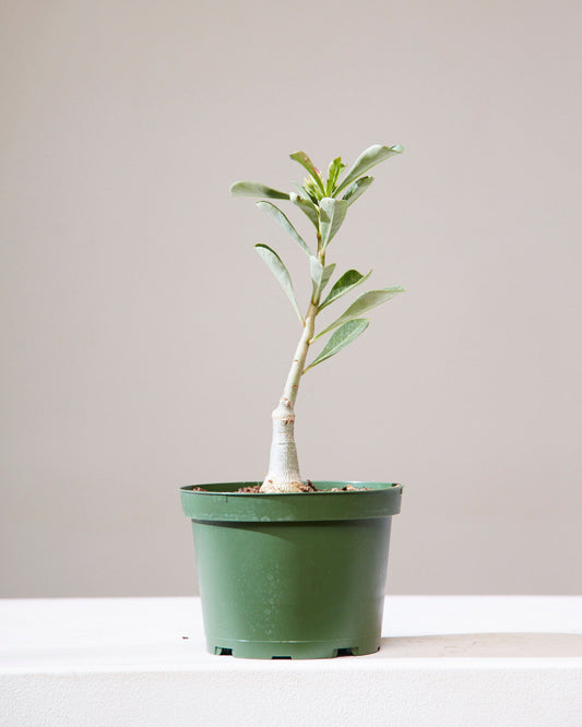 Desert Rose: Adenium obesum - 6 inch pot — indoor plant — indoor plant for sale by Promise Supply for delivery and pickup in Toronto.