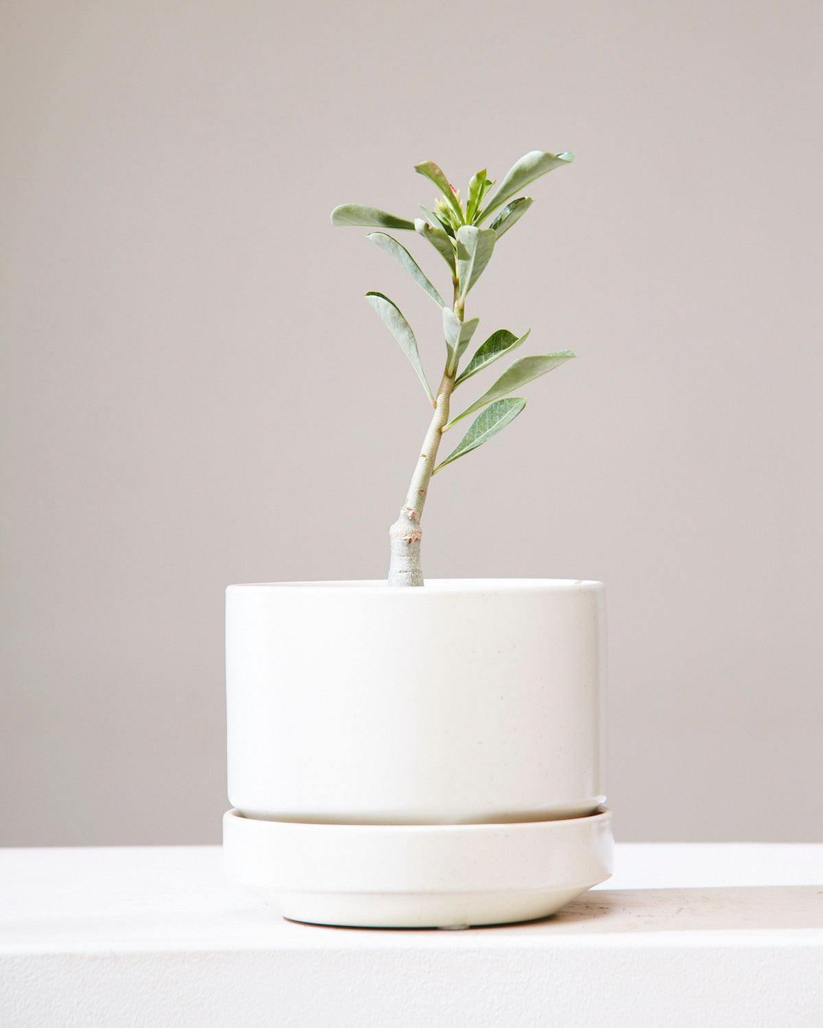 Desert Rose: Adenium obesum - 6 inch pot — in white planter — indoor plant for sale by Promise Supply for delivery and pickup in Toronto.
