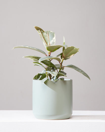 Tineke Rubber Plant: Ficus elastica - 6 inch pot