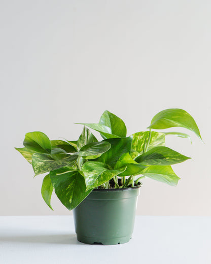 Golden Pothos: Epipremnum aureum - 6 inch pot