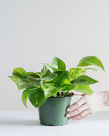 Golden Pothos: Epipremnum aureum - 6 inch pot