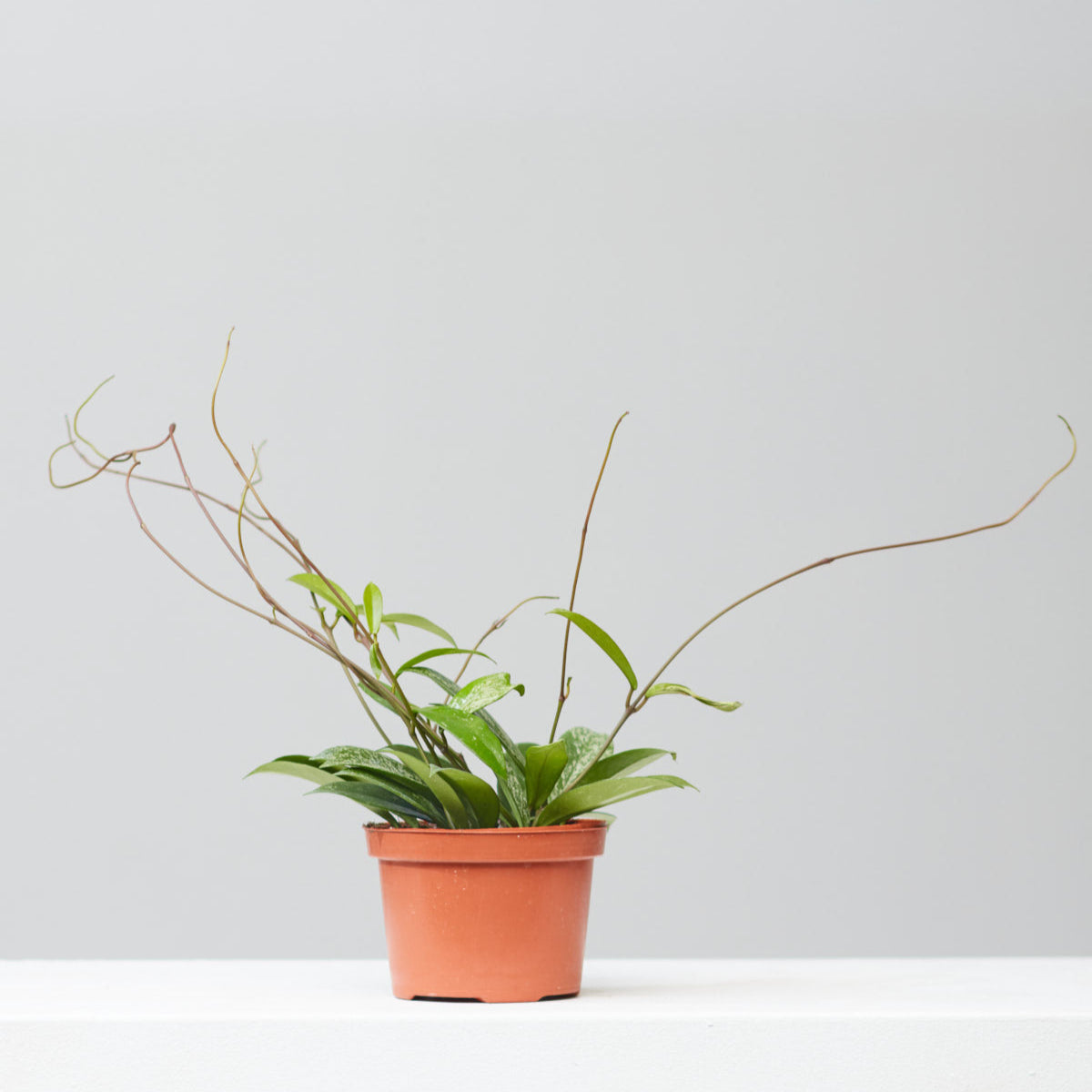 Splash Wax Plant: Hoya pubicalyx - 6 inch pot — indoor plant — indoor plant for sale by Promise Supply for delivery and pickup in Toronto.