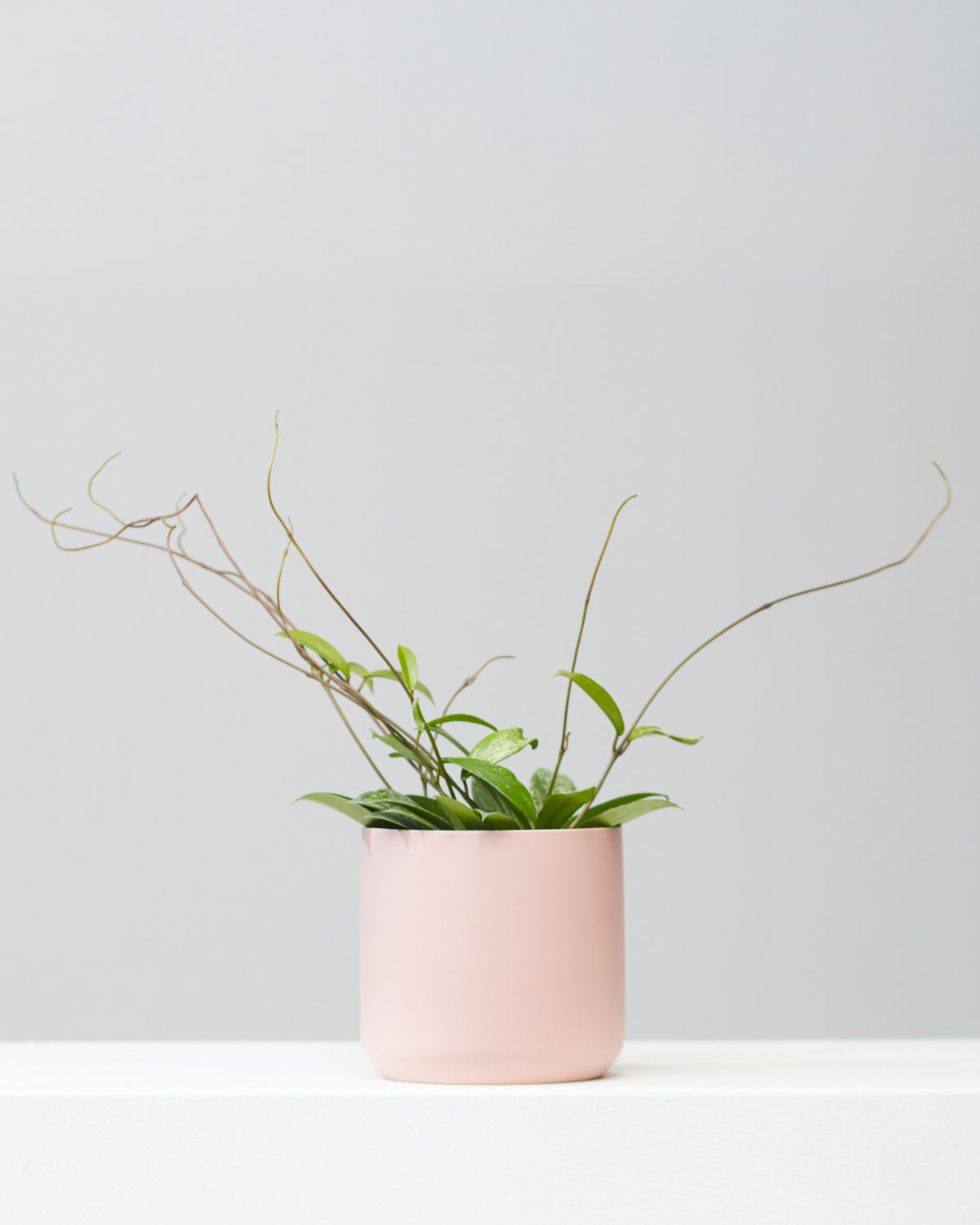 Splash Wax Plant: Hoya pubicalyx - 6 inch pot — indoor plant — indoor plant for sale by Promise Supply for delivery and pickup in Toronto.