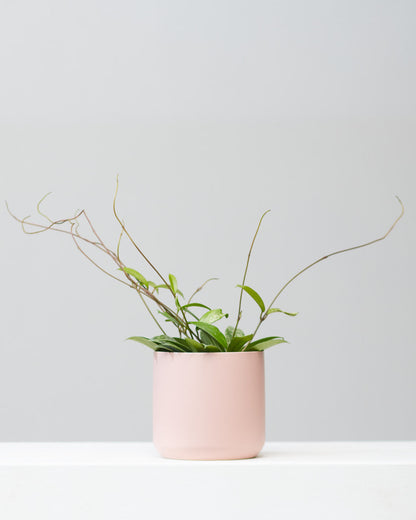 Splash Wax Plant: Hoya pubicalyx - 6 inch pot — indoor plant — indoor plant for sale by Promise Supply for delivery and pickup in Toronto.