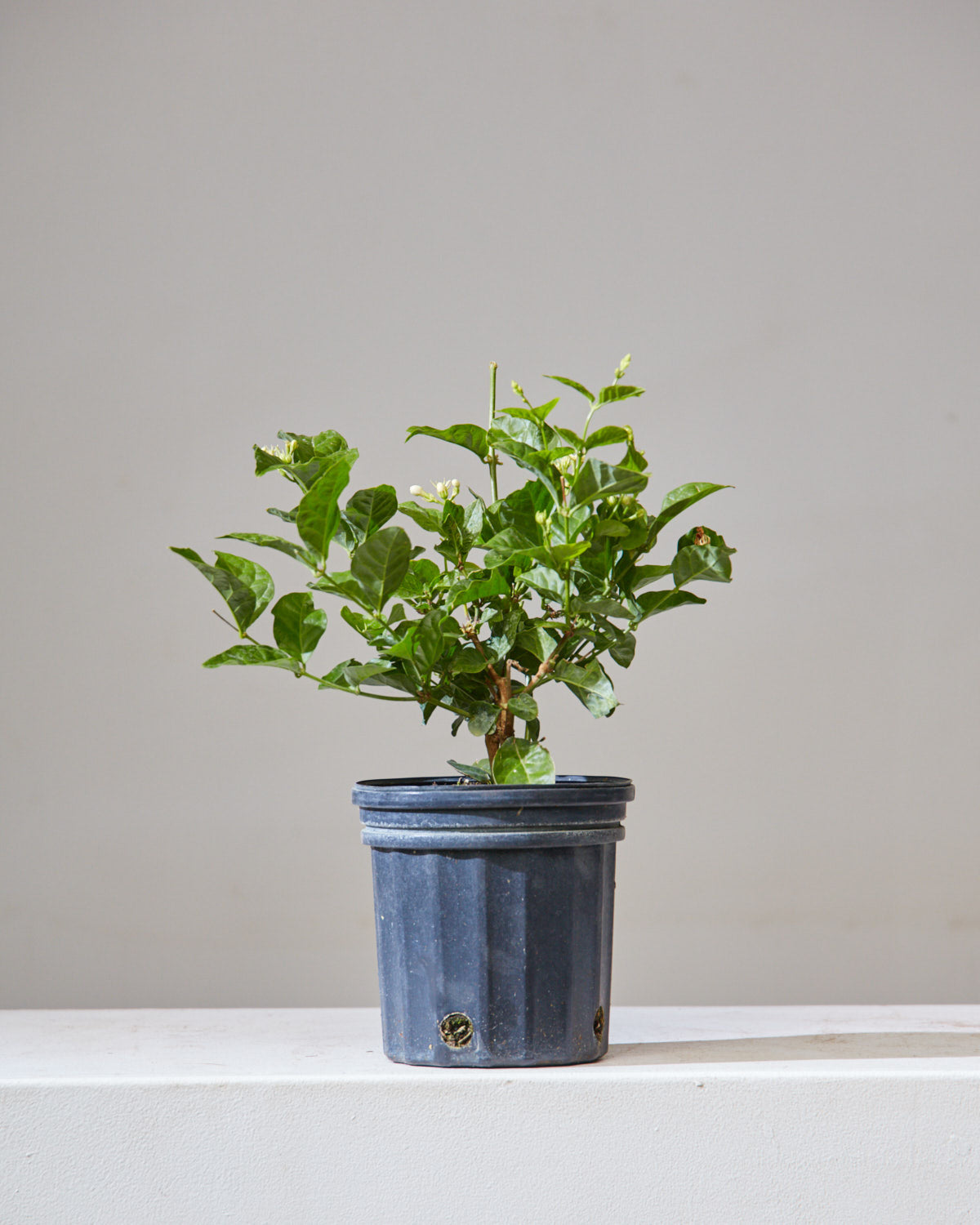 Maid of Orleans Jasmine: Jasminum sambac - 6 inch pot — indoor plant — indoor plant for sale by Promise Supply for delivery and pickup in Toronto.