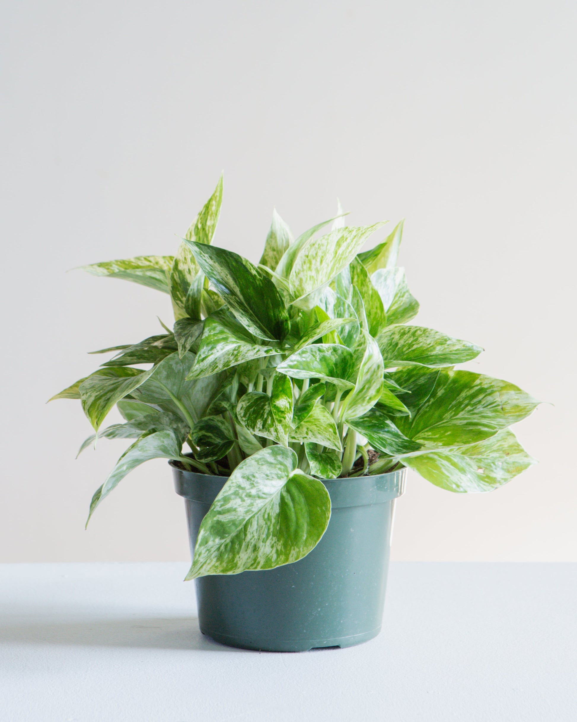 marble queen pothos for sale Marble Queen Pothos: Epipremnum - 6" Pot