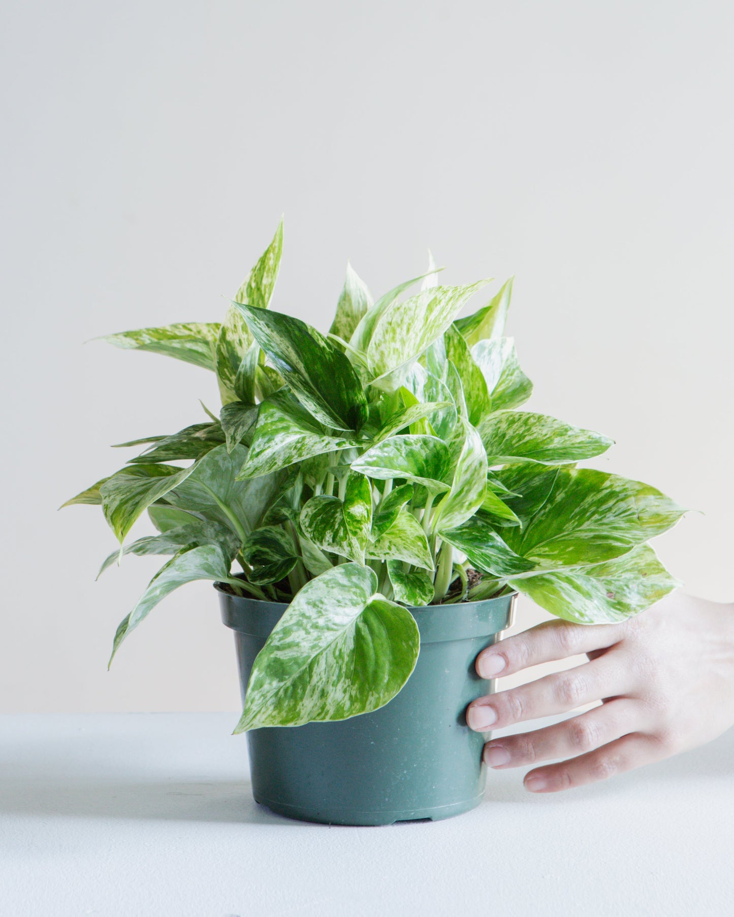 Marble Queen Pothos: Epipremnum aureum - 6 inch pot