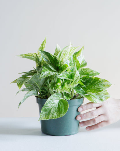 Marble Queen Pothos: Epipremnum aureum - 6 inch pot