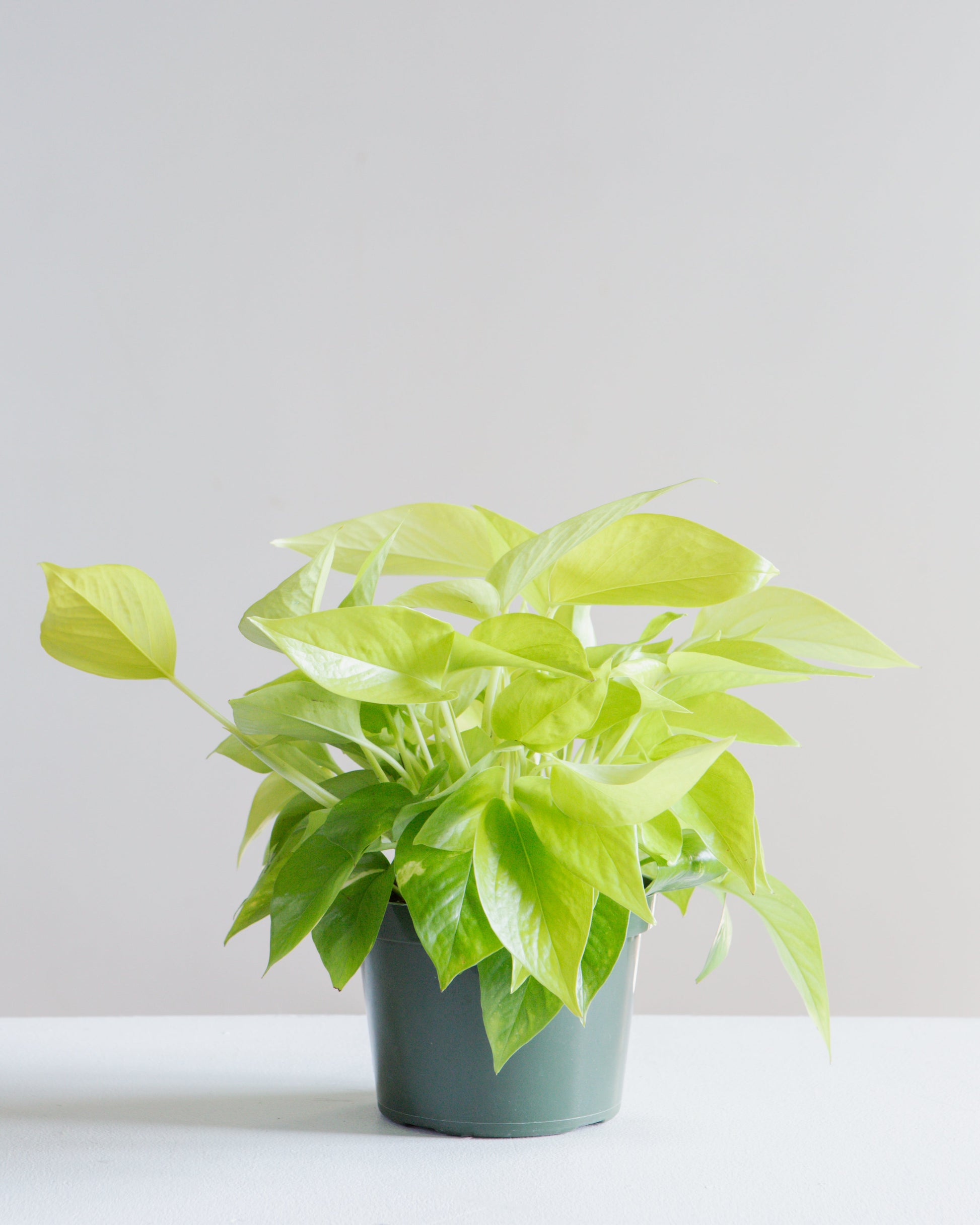 pothos toronto Neon Pothos: Epipremnum Aureum - 6" Pot