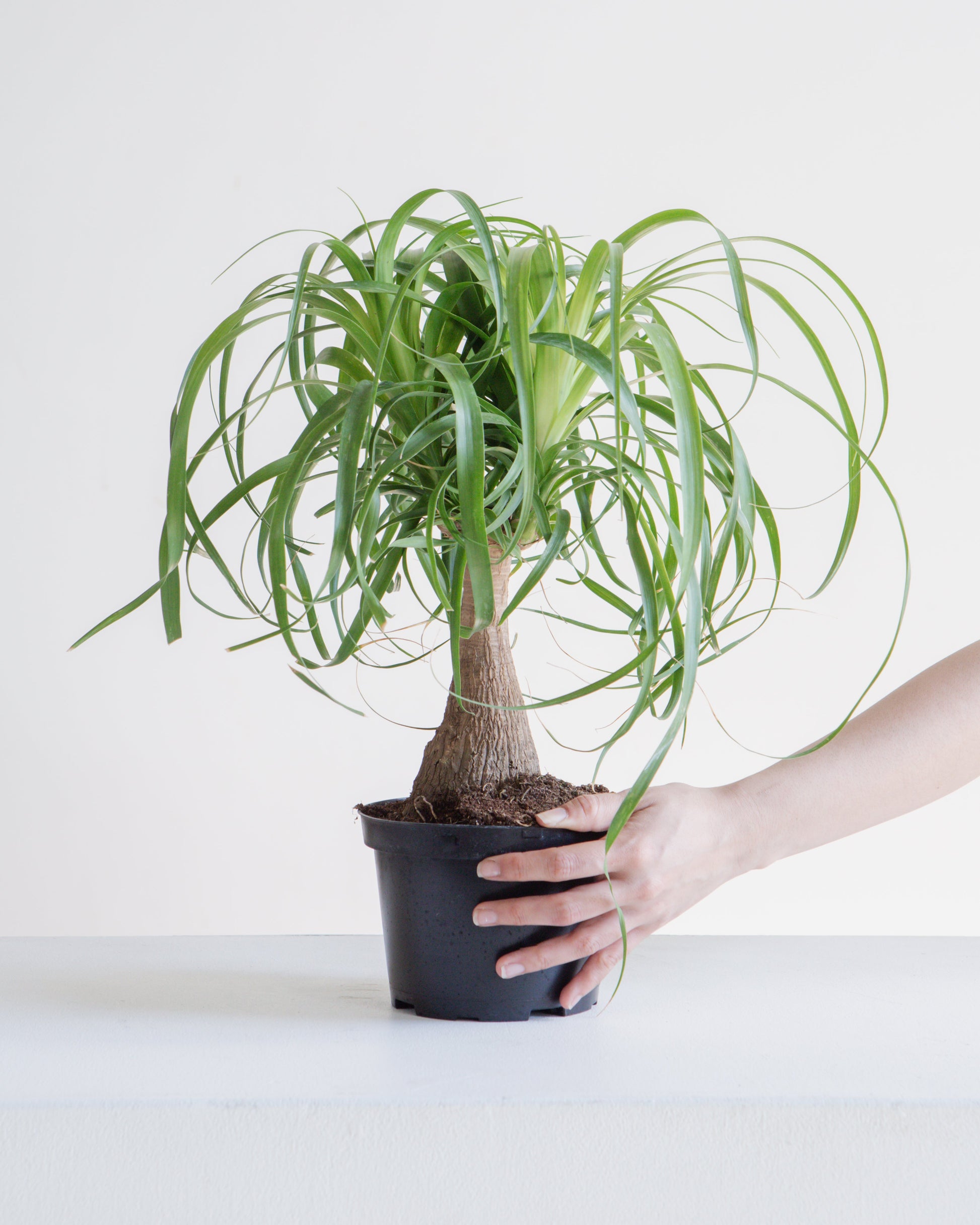 guatemala ponytail palm Ponytail Palm: Beaucarnea - 6" Pot