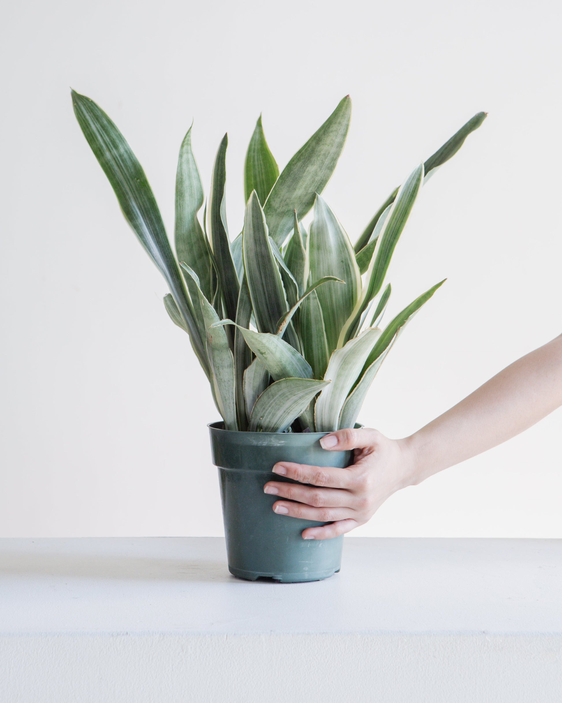 sansevieria guineensis manolin siam silver Silver Queen Sayuri Snake Plant - 6" Pot