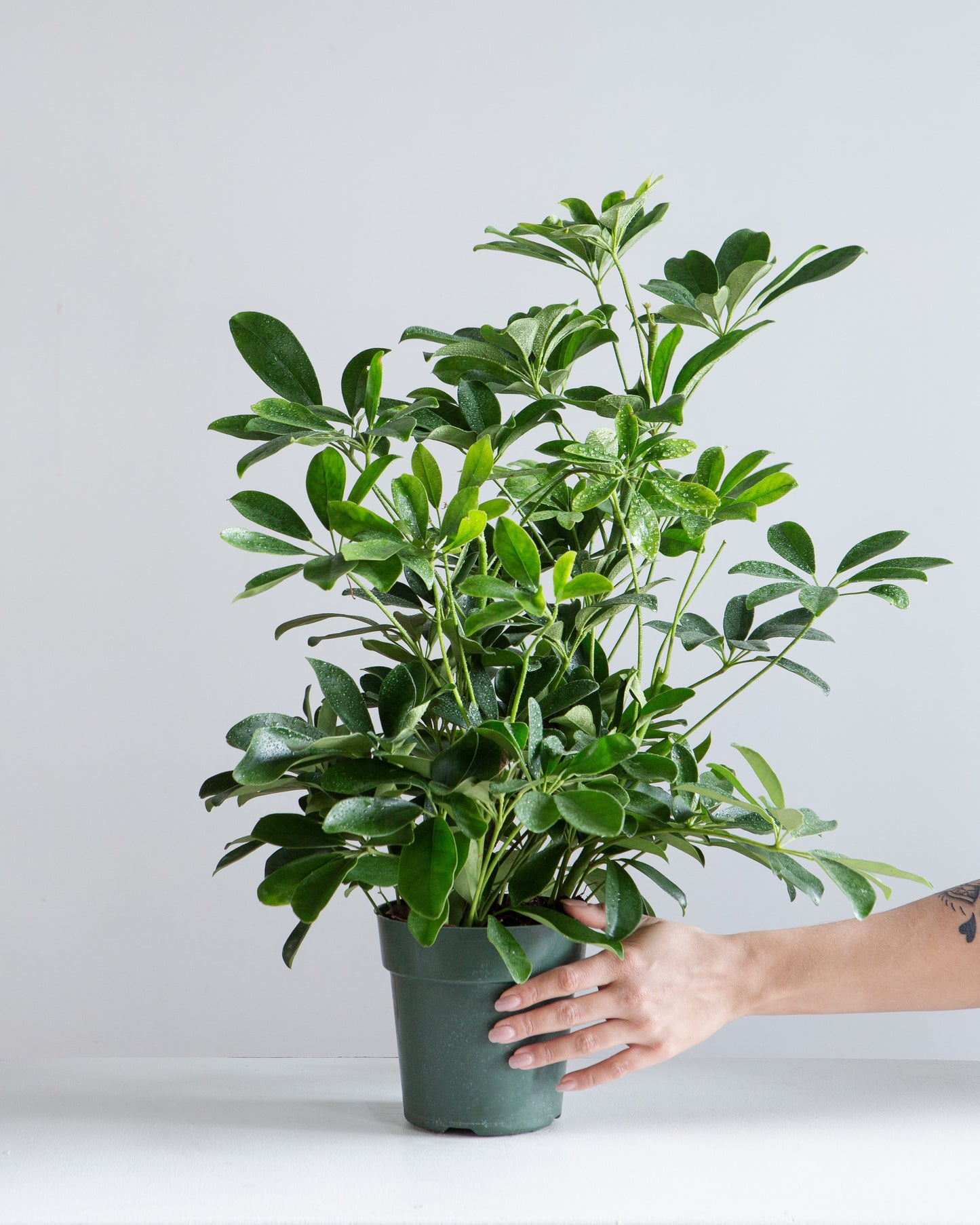Dwarf Umbrella Bush: Schefflera arboricola - 6 inch pot
