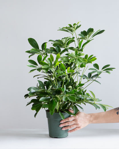 Dwarf Umbrella Bush: Schefflera arboricola - 6 inch pot