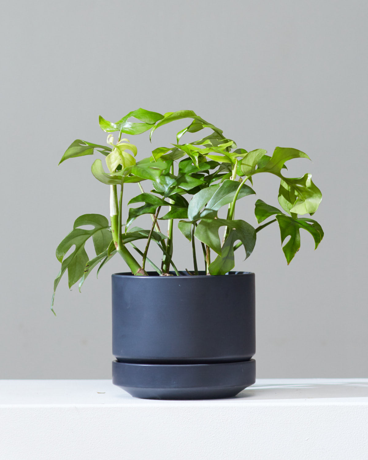 Mini Monstera: Rhaphidophora tetrasperma - 6 inch pot