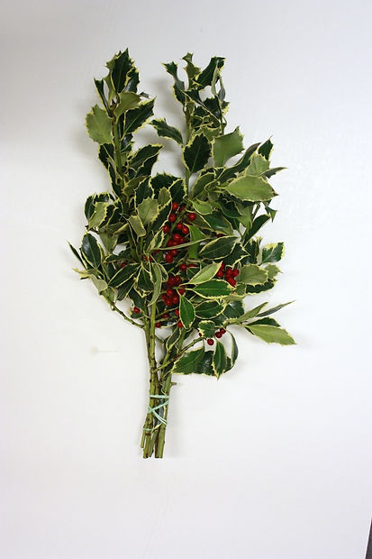 Variegated Holly Bunch