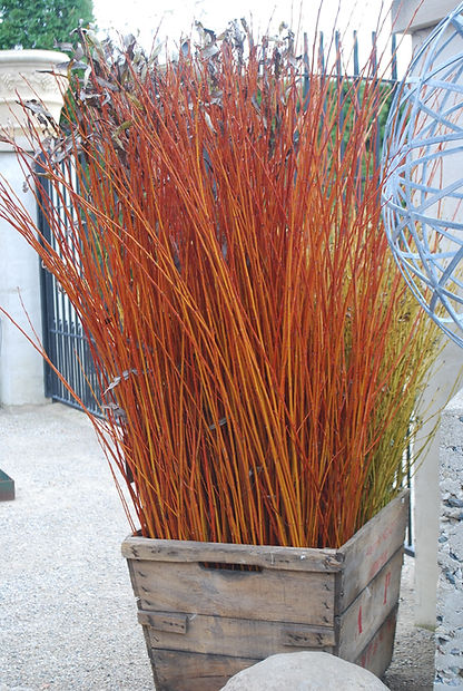 Flame Willow Dogwood Stems