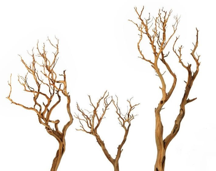 Sandblasted Manzantia Branch | 4ft — Dried & Preserved product on white background — for sale by Promise Supply for delivery and pickup in Toronto.