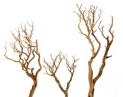 Sandblasted Manzantia Branch | 4ft — Dried & Preserved product on white background — for sale by Promise Supply for delivery and pickup in Toronto.
