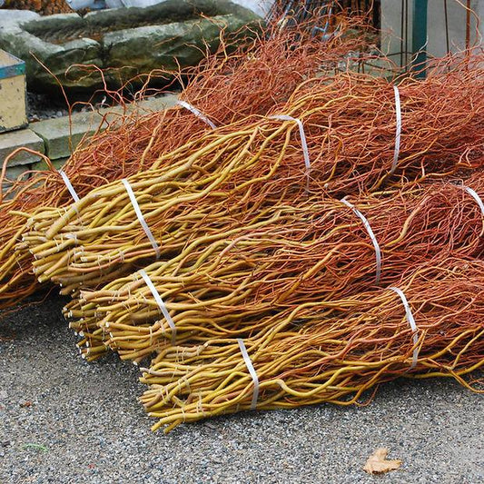 Curly Willow Branches — Winter Greens product on white background — for sale by Promise Supply for delivery and pickup in Toronto.