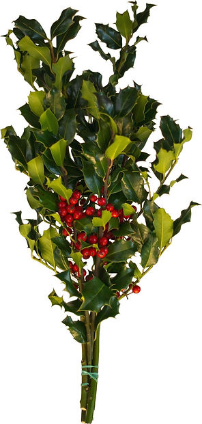 Green Holly Bunch