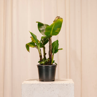musa plant indoor Dwarf Cavendish Banana: Musa - 6" Pot